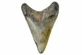 Juvenile Megalodon Tooth - North Carolina #172626-1
